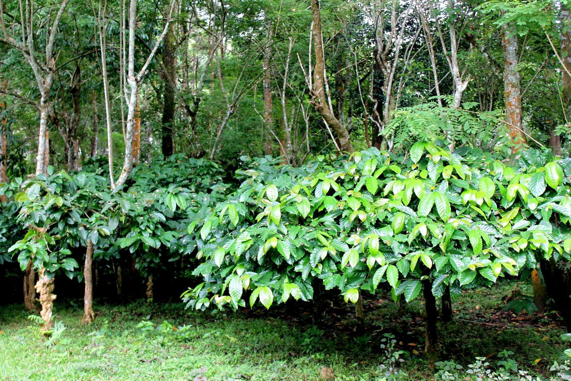 Woodside Homestay Wayanad Batheri Exterior foto